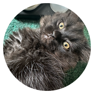 IMG-SITE-PRESENT-chat-eve